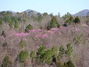 Cossatot Redbud stand.